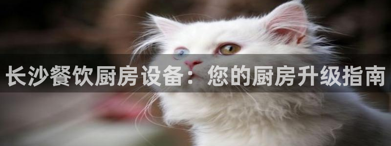 尊龙t500和t300区别：长沙餐饮厨房设备：您的厨房升级指